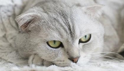 曼城绝杀晋级，独步欧冠半决赛殿堂